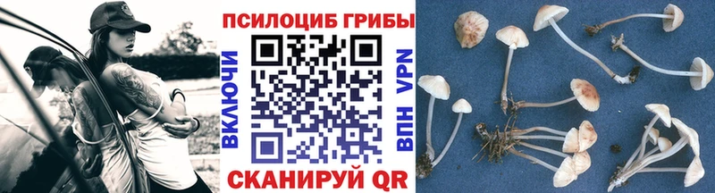 блэк спрут сайт  Краснозаводск  Галлюциногенные грибы Cubensis 